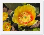 P4030012 * Cactus blooms * 2288 x 1712 * (2.78MB)