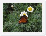 P4190055 * Flowers, butterflies and sculptures at Phoenix Botanical Garden * 2288 x 1712 * (2.07MB)