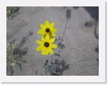 P2290020 * Desert Sunflower * 2288 x 1712 * (2.33MB)